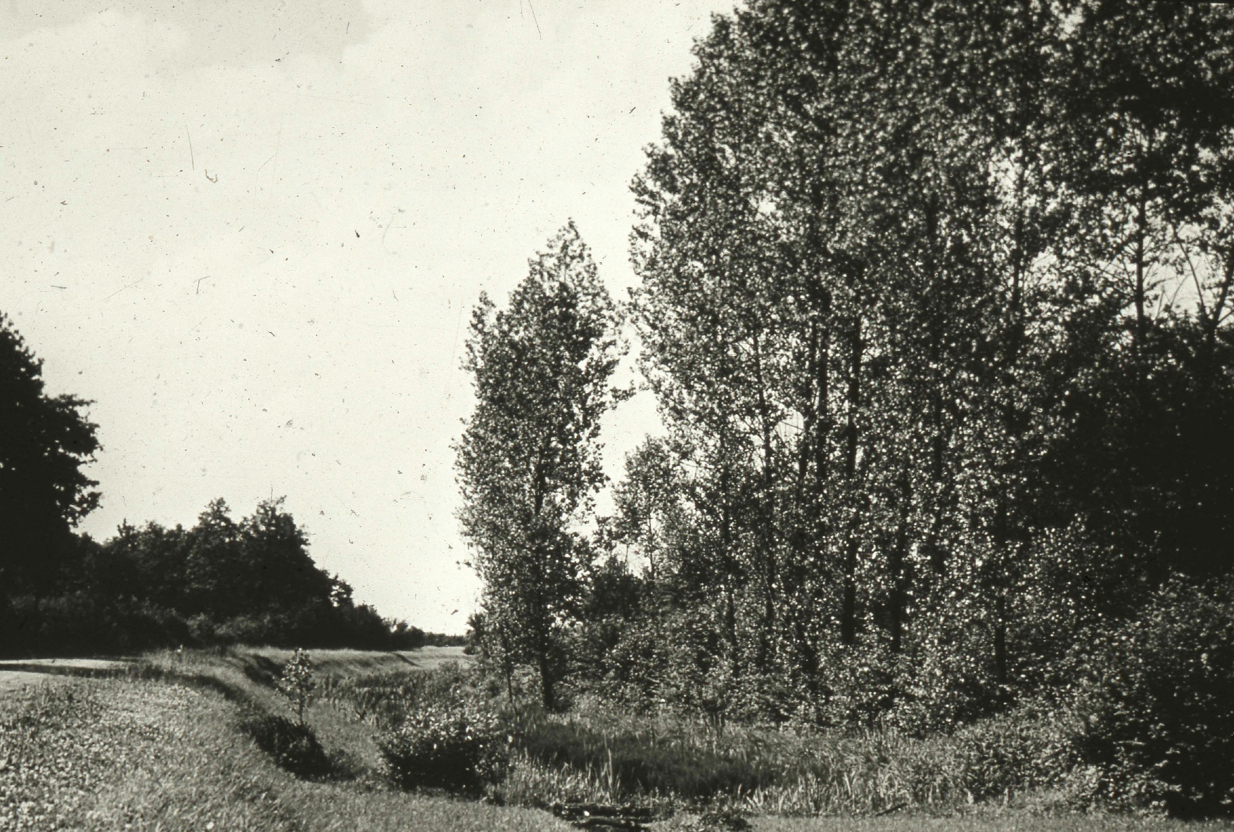 Verwilderter Max-Clemens-Kanal Verwilderter Max-Clemens-Kanal